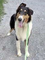 Darrowby - gen. clear AKC, a male Collie for sale in Dryden, VA – 7 of 10