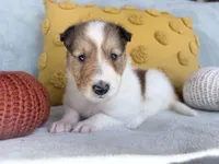 Pumpkin, a female Collie for sale in Dryden, VA – 3 of 10