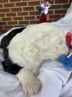 AKC MDR1 CLEAR "PHILADELPHIA", a female Old English Sheepdog for sale in Dryden, VA – 3 of 10