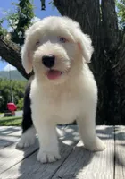 AKC MDR1Clear "HANCOCK", a male Old English Sheepdog for sale in Dryden, VA – 4 of 7
