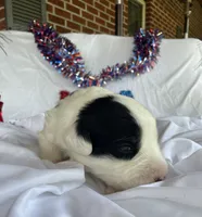 AKC MDR1 CLEAR "Walton", a male Old English Sheepdog for sale in Dryden, VA – 3 of 10