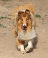 AKC AND DNA!, a female Collie for sale in Dryden, VA – Photo 6 of 9