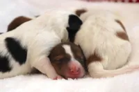 AKC AND DNA!, a female Collie for sale in Dryden, VA – Photo 9 of 9