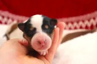 AKC AND DNA!, a female Collie for sale in Dryden, VA – Photo 8 of 9