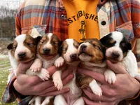 AKC AND DNA!, a female Collie for sale in Dryden, VA – Photo 1 of 9