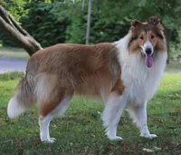 AKC AND DNA!, a female Collie for sale in Dryden, VA – Photo 3 of 9