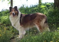 AKC AND DNA!, a female Collie for sale in Dryden, VA – Photo 2 of 9