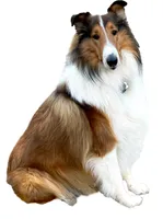 AKC AND DNA!, a female Collie for sale in Dryden, VA – Photo 5 of 9