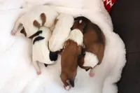 AKC AND DNA!, a female Collie for sale in Dryden, VA – Photo 4 of 9