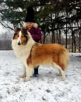 AKC AND DNA!, a female Collie for sale in Dryden, VA – Photo 7 of 9