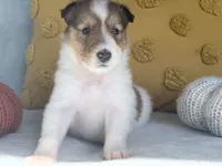 Pumpkin, a female Collie for sale in Dryden, VA – 10 of 10