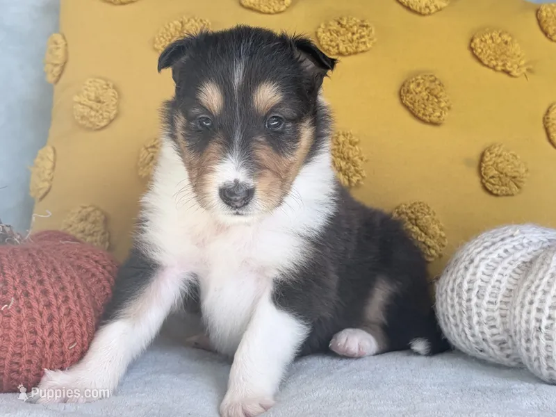 Cinnamon – Collie puppy for sale in Dryden, VA