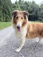 Gerald - AKC gen. clear, a male Collie for sale in Dryden, VA – 9 of 10