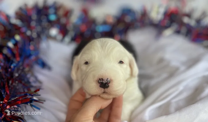 AKC MDR1Clear "HANCOCK" – Old English Sheepdog puppy for sale in Dryden, VA
