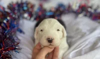 AKC MDR1Clear "HANCOCK", a male Old English Sheepdog for sale in Dryden, VA – 1 of 10