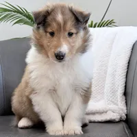 Trippy - AKC male, a male Collie for sale in Dryden, VA – Photo 1 of 5