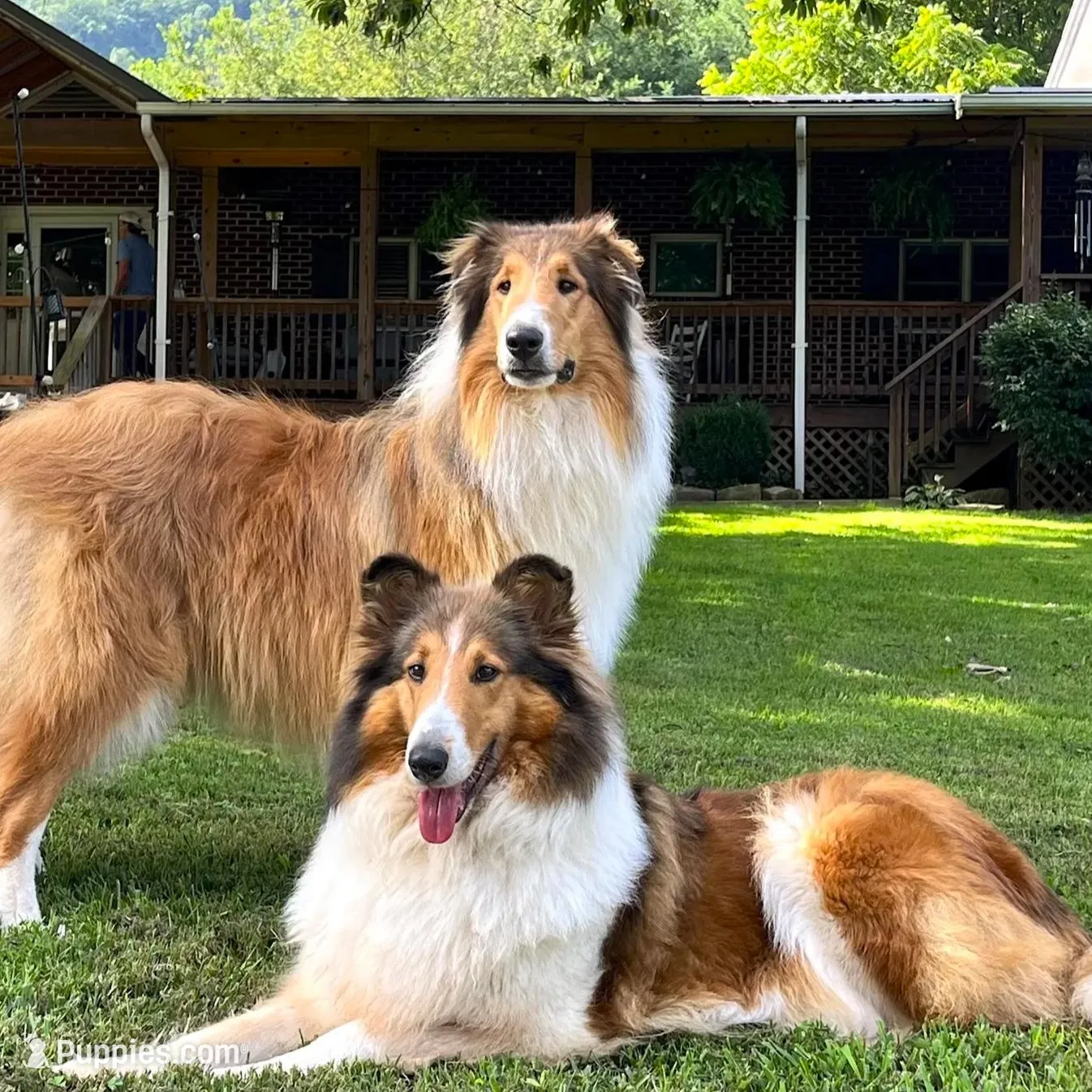 Trippy - AKC male, a male Collie for sale in Dryden, VA – Photo 2 of 5