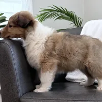 Trippy - AKC male, a male Collie for sale in Dryden, VA – Photo 5 of 5