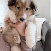 Trippy - AKC male, a male Collie for sale in Dryden, VA – Photo 3 of 5