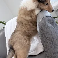 Trippy - AKC male, a male Collie for sale in Dryden, VA – Photo 4 of 5