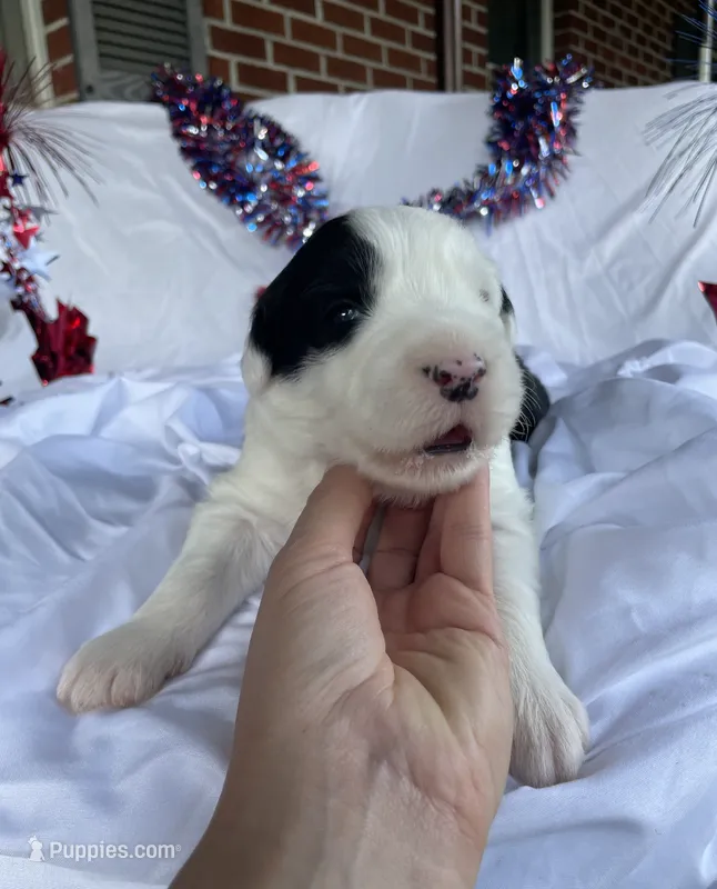 AKC MDR1 CLEAR "Walton" – Old English Sheepdog puppy for sale in Dryden, VA