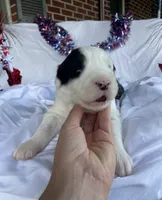 AKC MDR1 CLEAR "Walton", a male Old English Sheepdog for sale in Dryden, VA – 1 of 10