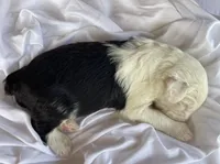 AKC MDR1Clear "HANCOCK", a male Old English Sheepdog for sale in Dryden, VA – 5 of 10