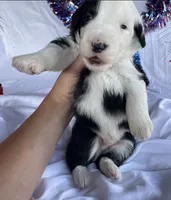 AKC MDR1 Clear "Thomas", a male Old English Sheepdog for sale in Dryden, VA – 2 of 10