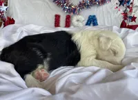 AKC MDR1Clear "HANCOCK", a male Old English Sheepdog for sale in Dryden, VA – 7 of 10