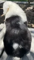 AKC MDR1Clear "HANCOCK", a male Old English Sheepdog for sale in Dryden, VA – 3 of 7