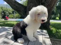 AKC MDR1Clear "HANCOCK", a male Old English Sheepdog for sale in Dryden, VA – 1 of 7