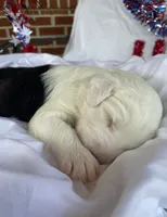 AKC MDR1Clear "HANCOCK", a male Old English Sheepdog for sale in Dryden, VA – 3 of 10
