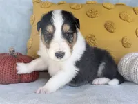 Acorn, a male Collie for sale in Dryden, VA – 1 of 9