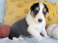 Acorn, a male Collie for sale in Dryden, VA – 6 of 9