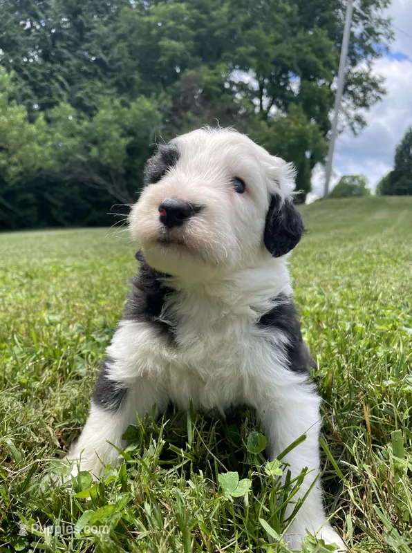 AKC MDR1 Clear "Thomas" – Old English Sheepdog puppy for sale in Dryden, VA