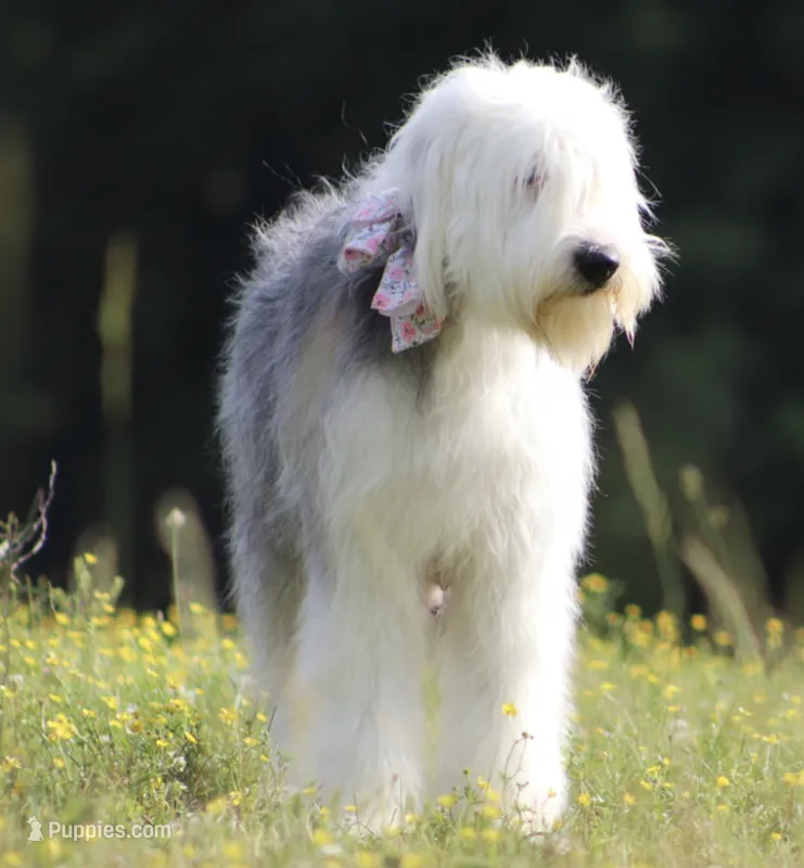 AKC MDR1 Clear "Thomas" – Old English Sheepdog puppy for sale in Dryden, VA