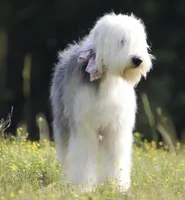 AKC MDR1 Clear "Thomas", a male Old English Sheepdog for sale in Dryden, VA – 10 of 10