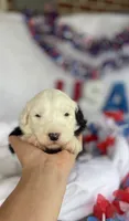 AKC MDR1 CLEAR "PHILADELPHIA", a female Old English Sheepdog for sale in Dryden, VA – 7 of 10