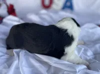 AKC MDR1 CLEAR "Walton", a male Old English Sheepdog for sale in Dryden, VA – 8 of 10