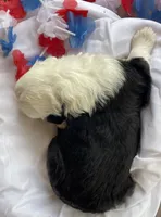 AKC MDR1 CLEAR "PHILADELPHIA", a female Old English Sheepdog for sale in Dryden, VA – 5 of 10