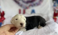 AKC MDR1 CLEAR "PHILADELPHIA", a female Old English Sheepdog for sale in Dryden, VA – 2 of 10