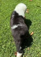 AKC MDR1Clear "HANCOCK", a male Old English Sheepdog for sale in Dryden, VA – 4 of 9