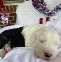AKC MDR1Clear "HANCOCK", a male Old English Sheepdog for sale in Dryden, VA – 2 of 10