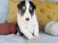 Acorn, a male Collie for sale in Dryden, VA – 3 of 9