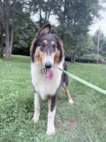 Darrowby - gen. clear AKC, a male Collie for sale in Dryden, VA – 9 of 10
