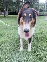 Darrowby - gen. clear AKC, a male Collie for sale in Dryden, VA – 8 of 10