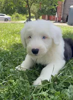 AKC MDR1Clear "HANCOCK", a male Old English Sheepdog for sale in Dryden, VA – 2 of 7