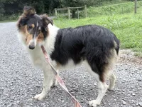 Chippy - AKC male, a male Collie for sale in Dryden, VA – 4 of 5
