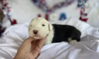 AKC MDR1Clear "HANCOCK", a male Old English Sheepdog for sale in Dryden, VA – 4 of 10