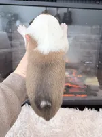 processed/3a524e41-d92b-448e-b297-986a9f70feeb/listing/7922296c-1657-4175-bae5-9e04628af5e0/11f43562-9f09-400f-b66a-1af463666603